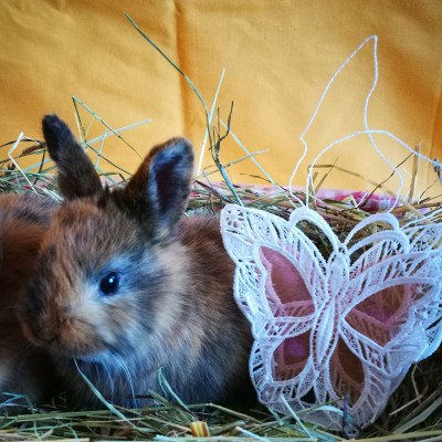 Gestickte Geschenke-Tasche mit Schmetterling