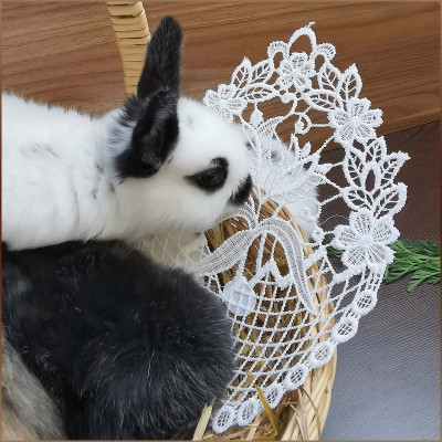 Kleine Kaninchen erschnuppern unsere Frühlingsdeko