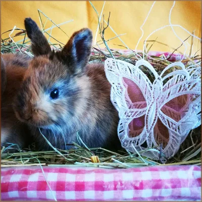 Spitzen-Täschchen Schmetterling aus Organza und Osterhase